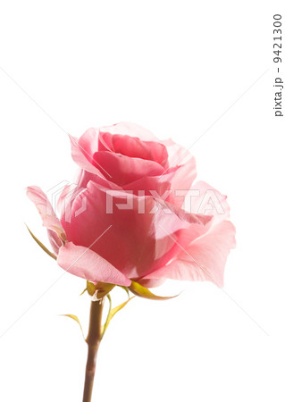beautiful rose 9421300
