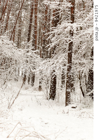 winter forest winter forest 9421975