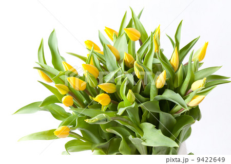 nice tulips 9422649
