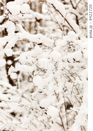 winter forest winter forest 9422720