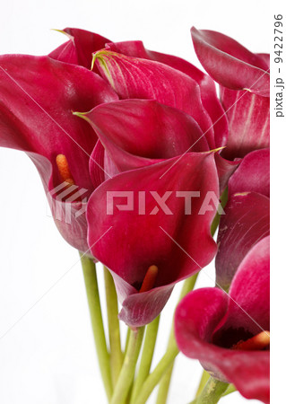 beautiful flowers beautiful flowers 9422796