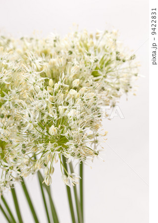 beautiful flowers beautiful flowers 9422831