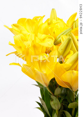 Beautiful lilies 9422843