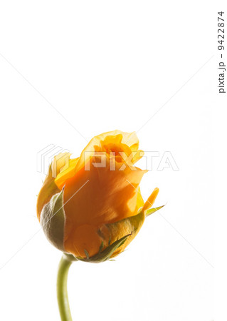 beautiful rose beautiful rose 9422874