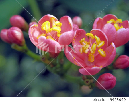 ナンヨウザクラ ナンヨウザクラ 9423069