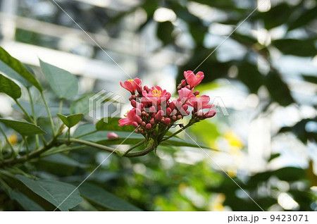 ナンヨウザクラ　 9423071