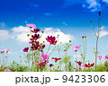 青空とコスモス 9423306