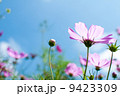 青空とコスモス 9423309