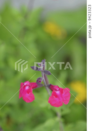 サルビア・ミクロフィラ 9423323