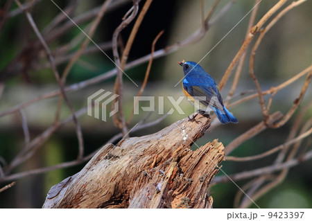 ルリビタキ 9423397