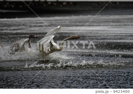 ハクチョウ 9423400