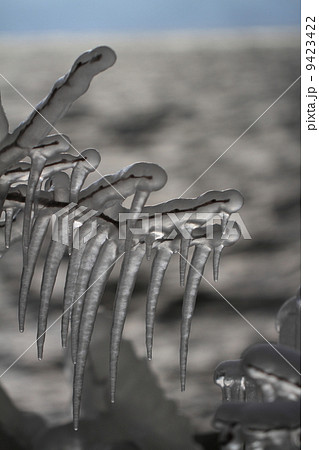 しぶき氷 しぶき氷 9423422