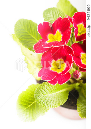 Red primula 9423600