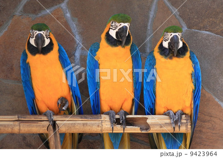 three macaw 9423964
