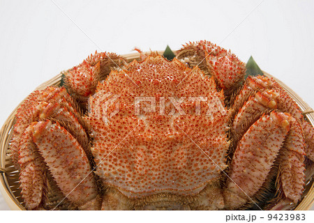 毛蟹 9423983