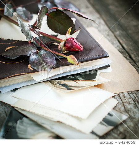 Red Rose on Album with photos 9424059