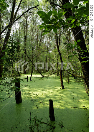 Swamp in the green forest 9424139