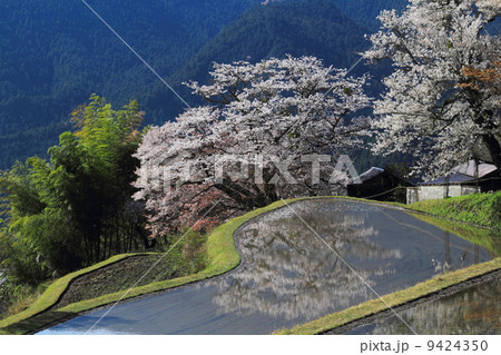 三多気の桜 三多気の桜 9424350