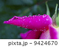 雨の日の一輪のバラ 9424670