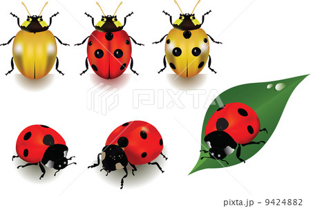Vector Ladybugs over white background 9424882