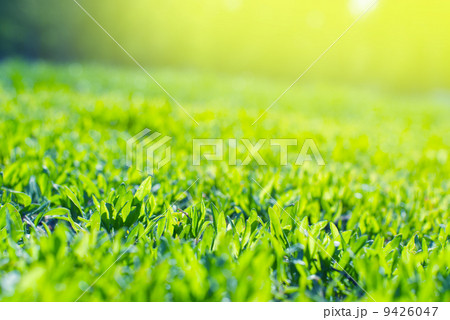 Close up of Field Grass in sun rays 9426047