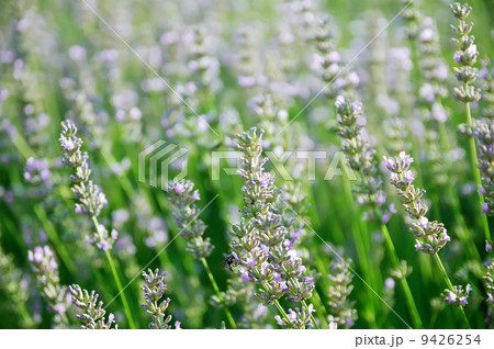 Lavender flowers Lavender flowers 9426254