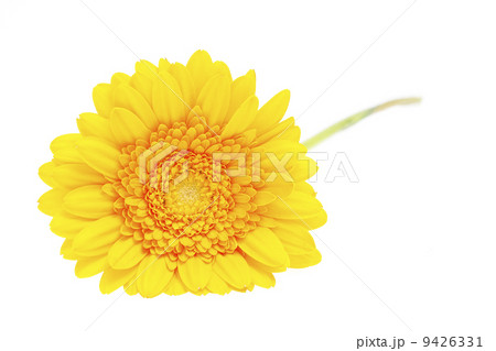 Gerber Daisy isolated on white background 9426331