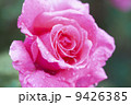 雨の日に咲くピンク色のバラ 9426385