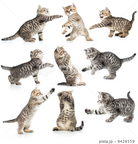 tabby kittens isolated collection 9426559
