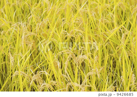 稲穂　テクスチャ 9426685