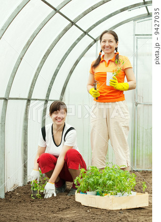 women planting tomato seedlings 9427035