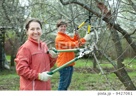 women pruning apple tree women pruning apple tree 9427061