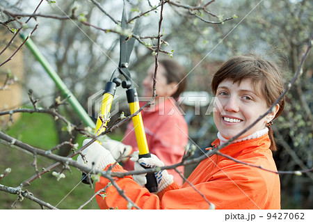 women pruned branches in the orchard 9427062