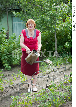 woman watering tomato plant 9427213