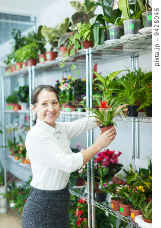 woman chooses Guzmania at shop woman chooses Guzmania at shop 9428046