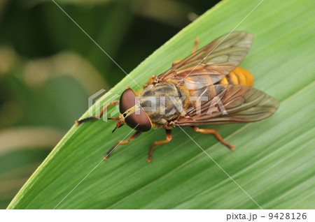 アカウシアブ 9428126