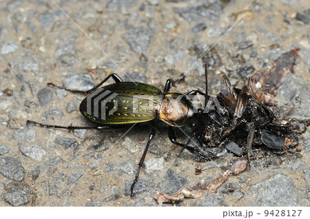 昆虫の死骸を食べるアオオサムシ 9428127