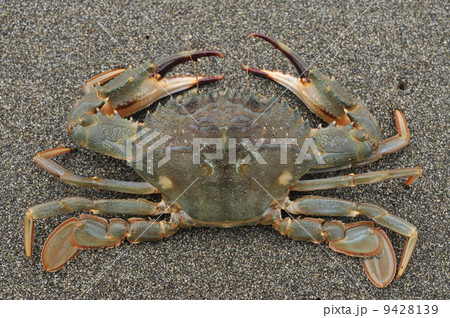 イシガニ 9428139