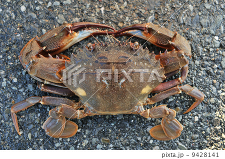イシガニ 9428141