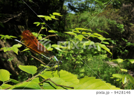 カワトンボの仲間 9428146