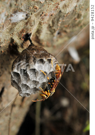 巣を作るキアシナガバチ 9428152