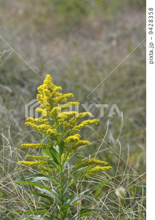 セイタカアワダチソウ(背高泡立草) セイタカアワダチソウ(背高泡立草) 9428358