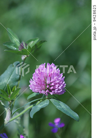赤詰草アカツメクサ 紫詰草とも呼ばれています の写真素材