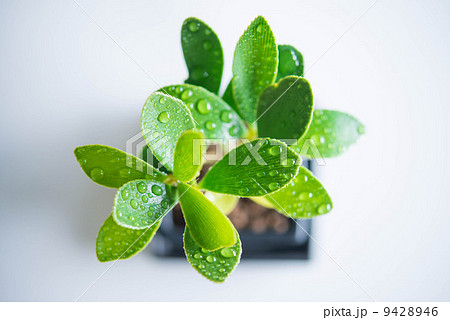 ザミア・ファーフレシア 9428946