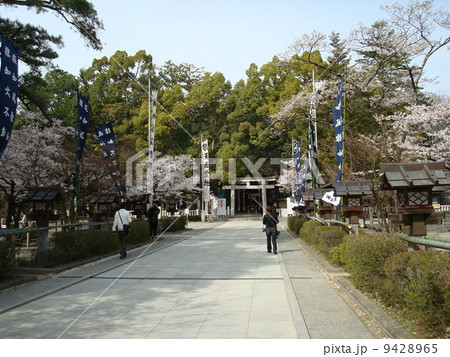 桜が咲く甲府市の武田神社 表参道 の写真素材