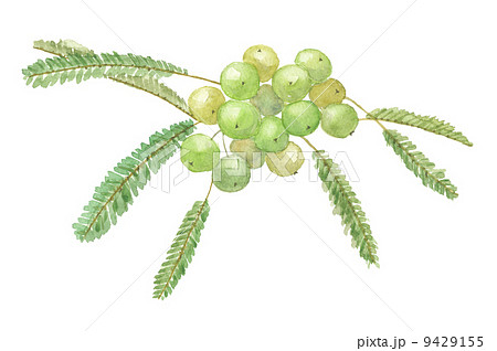 アムラ　インドスグリ　ユカン 9429155