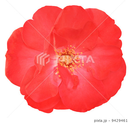 Flower of the rose Flower of the rose 9429461