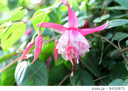 フクシア 9430875