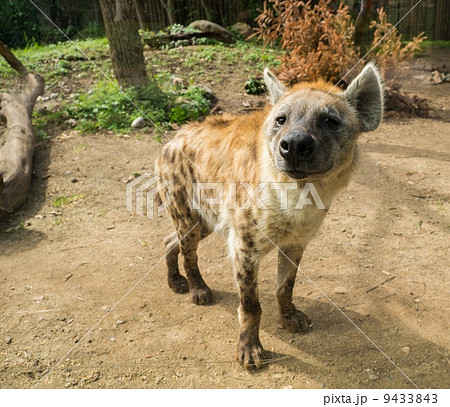 肉食動物 肉食獣 アフリカの写真素材