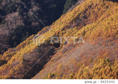 乗鞍高原の紅葉 9435341